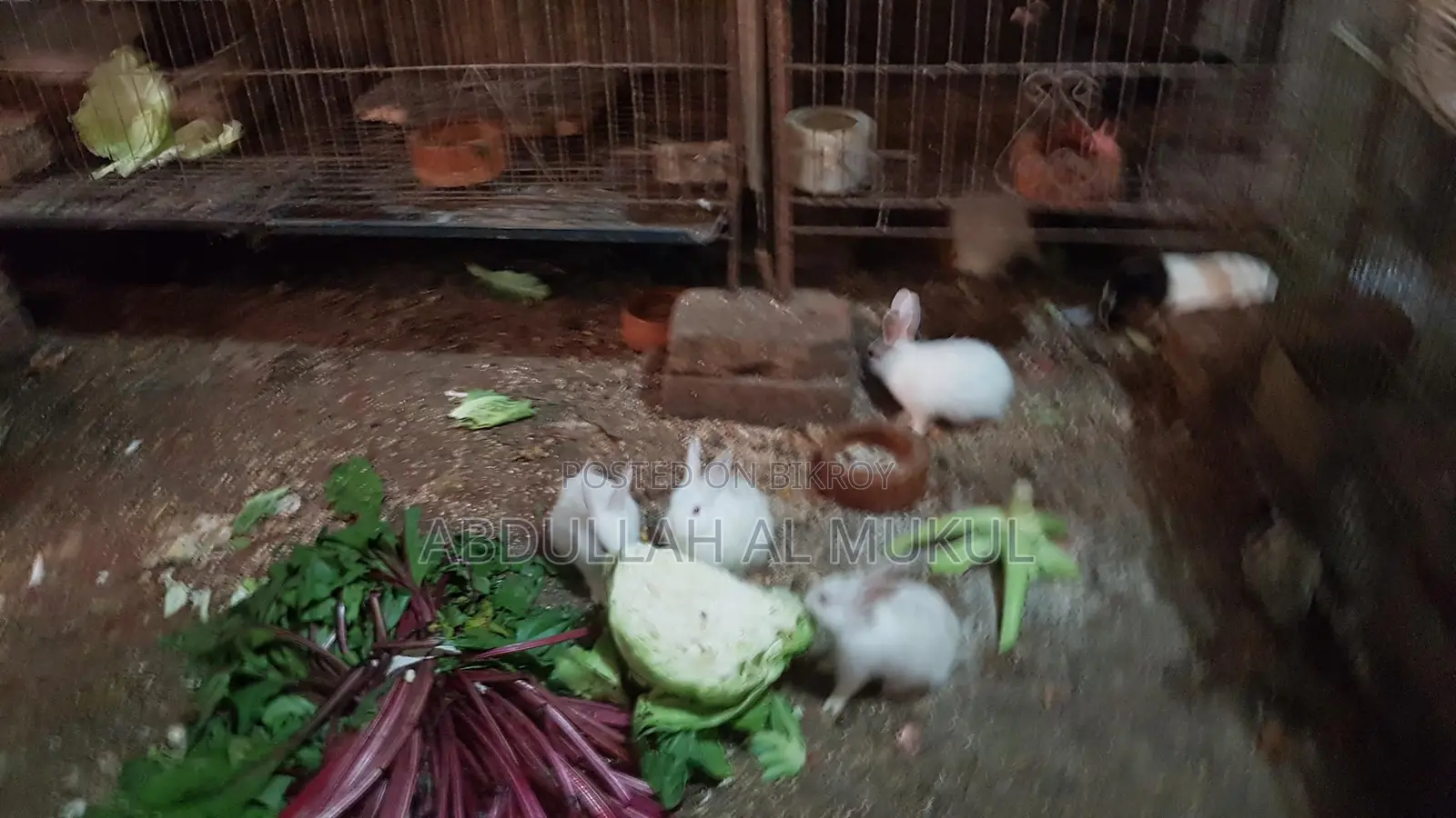 Small and Large Rabbits for Sale