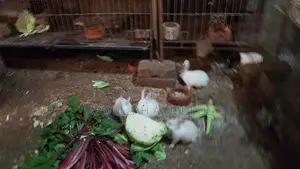 Small and Large Rabbits for Sale