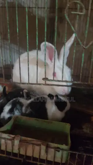 Small and Large Rabbits for Sale