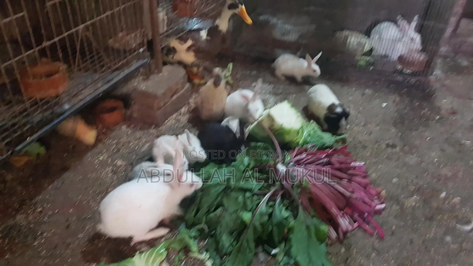 Small and Large Rabbits for Sale