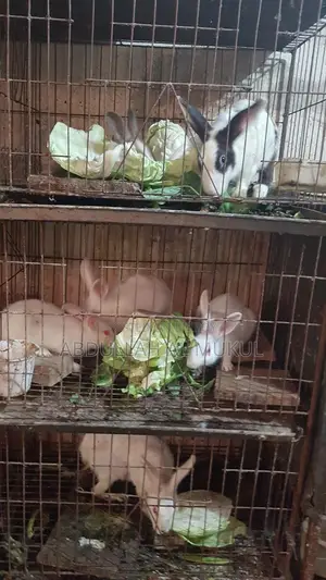 Small / Large Rabbits