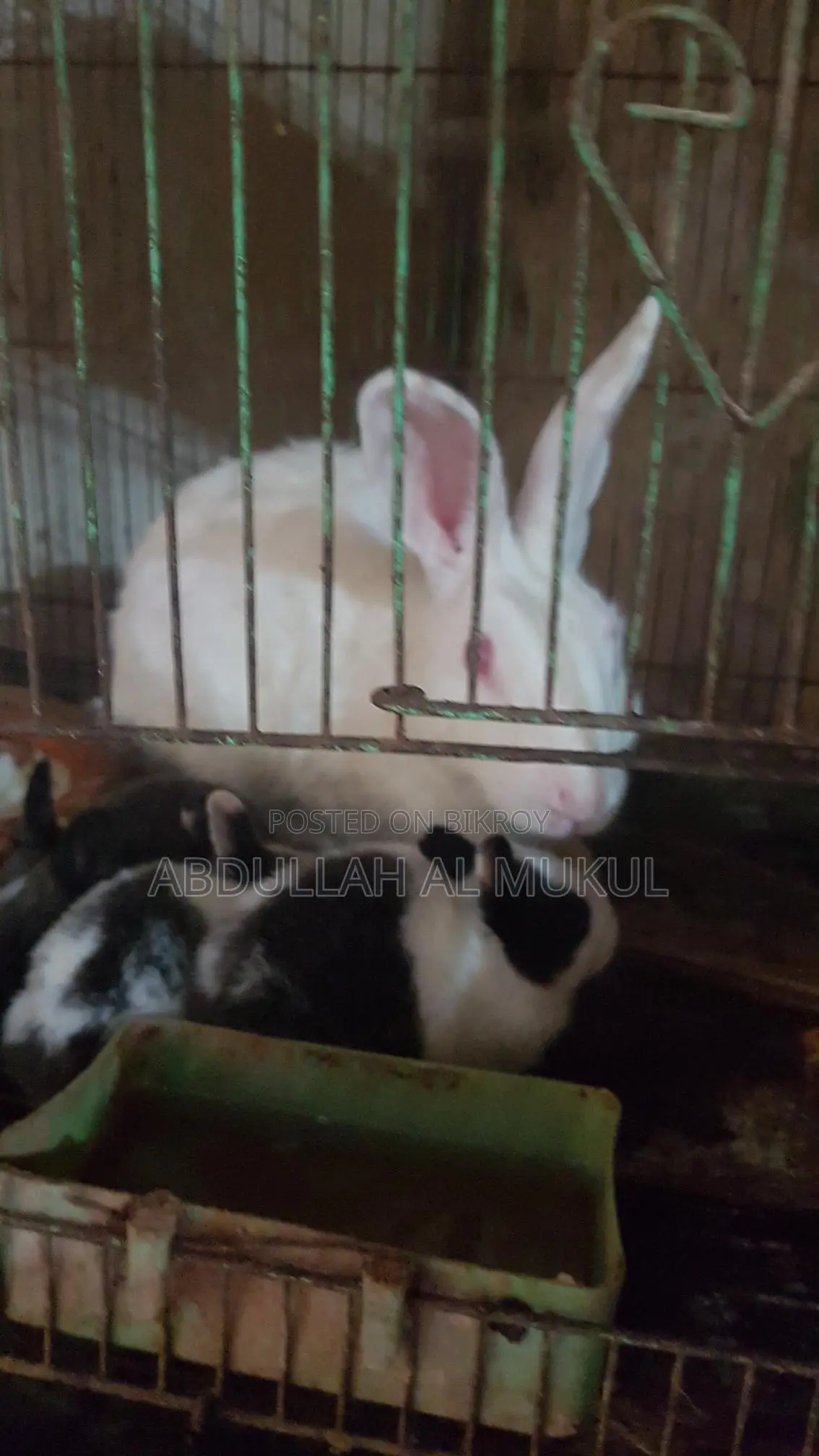 Small / Large Rabbits