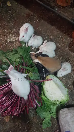 Small / Large Rabbits