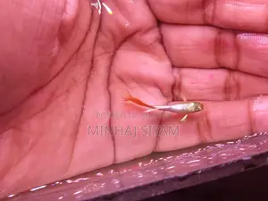 সান্তা ক্লজ গাপ্পি