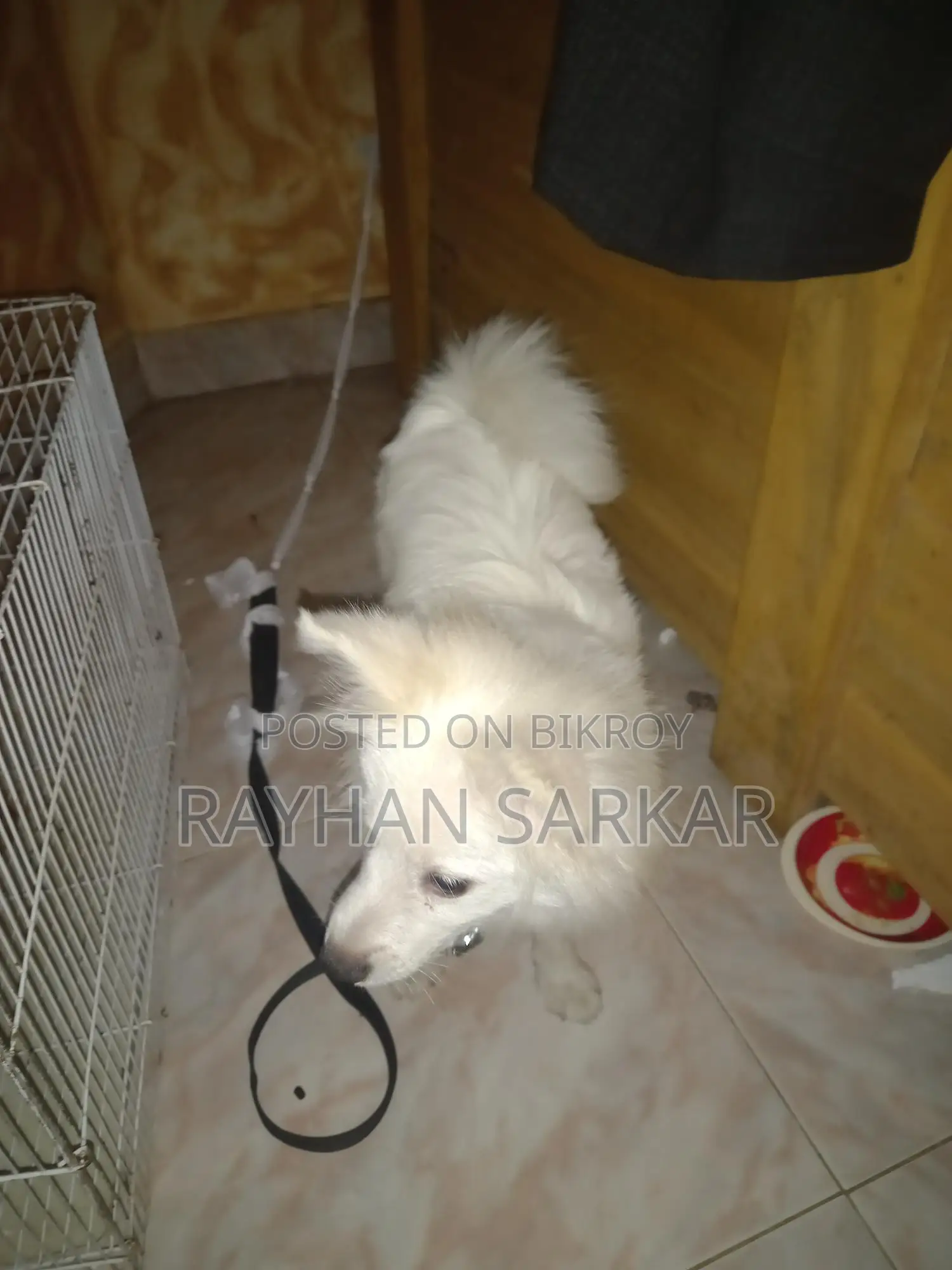 German Spitz Dog for Sale