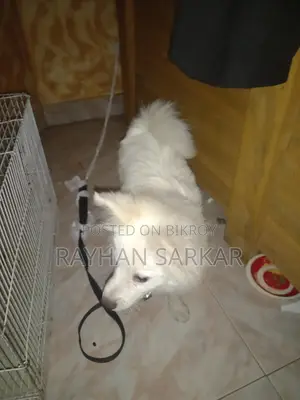 German Spitz Dog for Sale