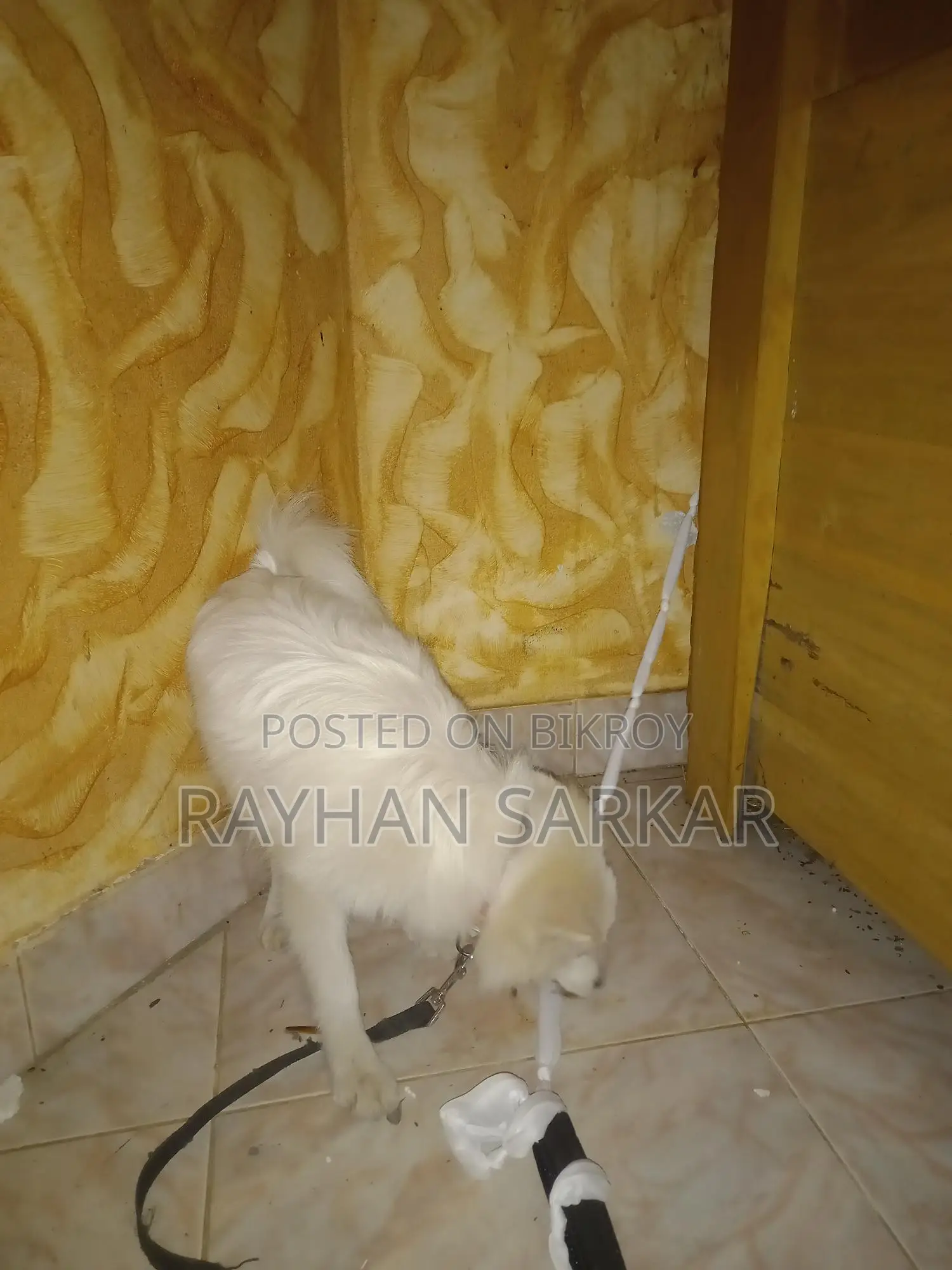 German Spitz Dog for Sale