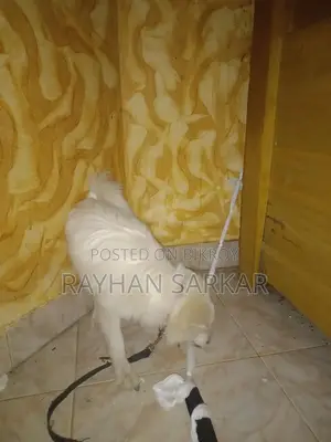 German Spitz Dog for Sale