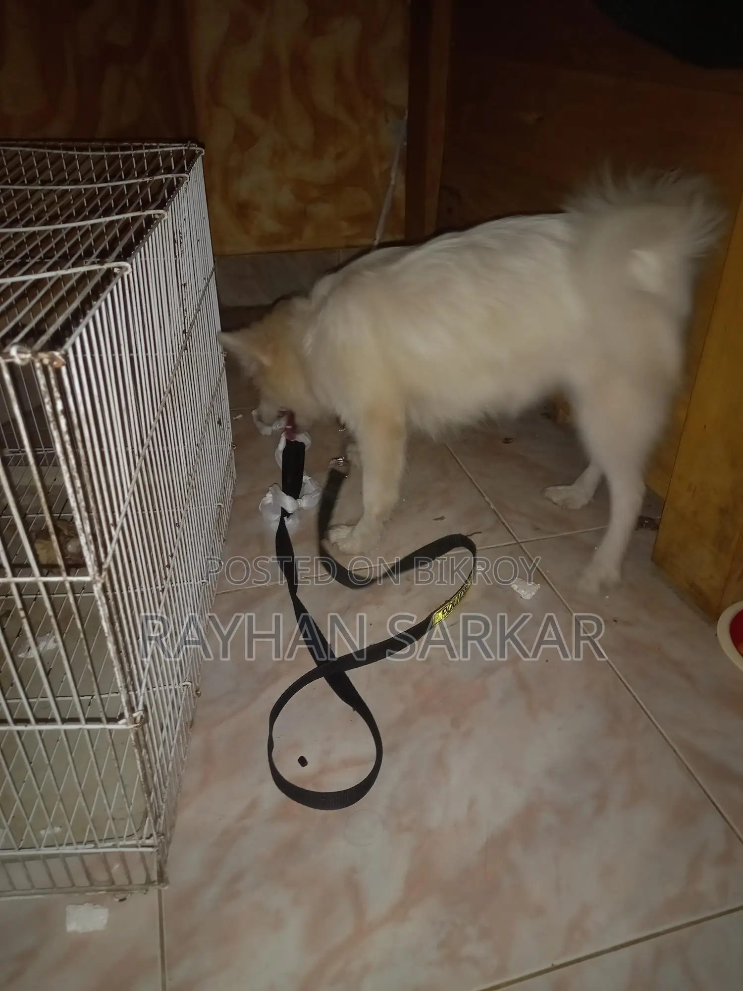 German Spitz Dog for Sale