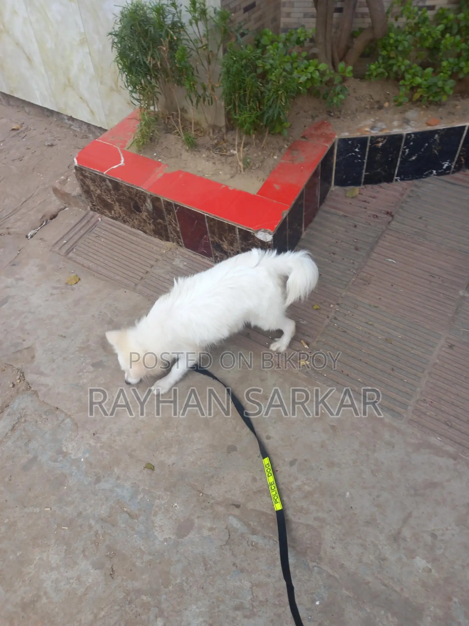 German Spitz Dog for Sale
