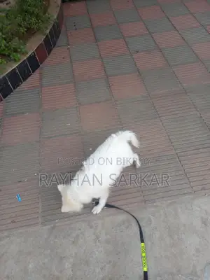 German Spitz Dog for Sale