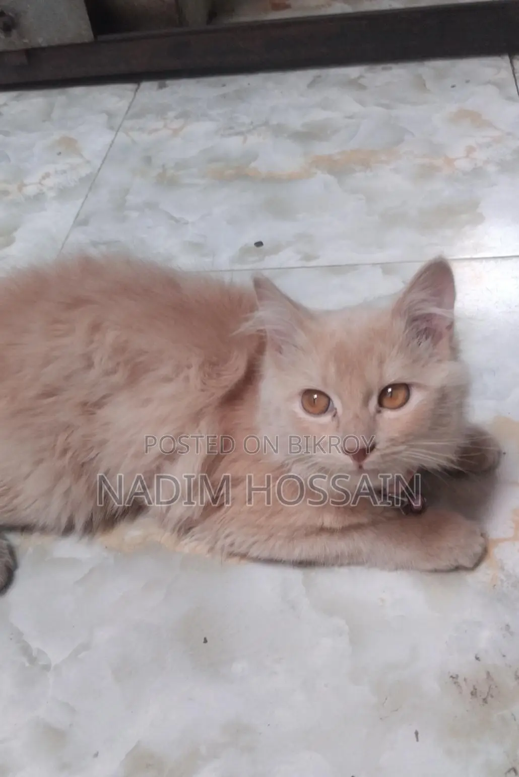 Persian Female Kitten