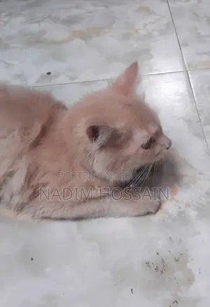 Persian Female Kitten