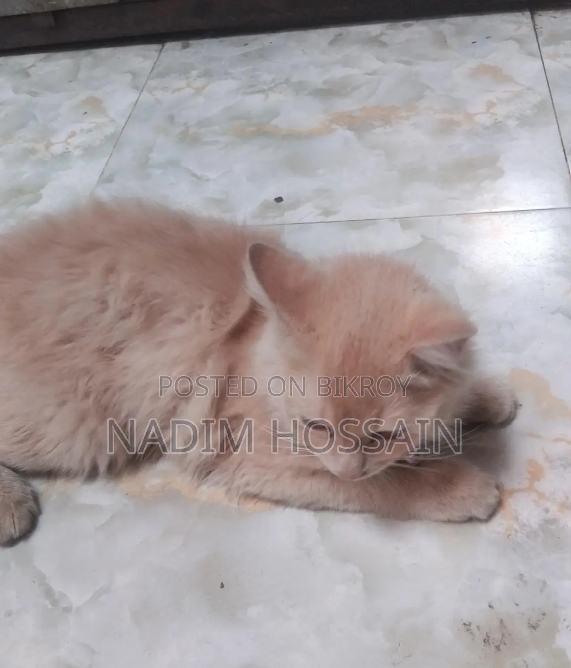 Persian Female Kitten