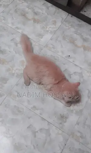 Persian Female Kitten