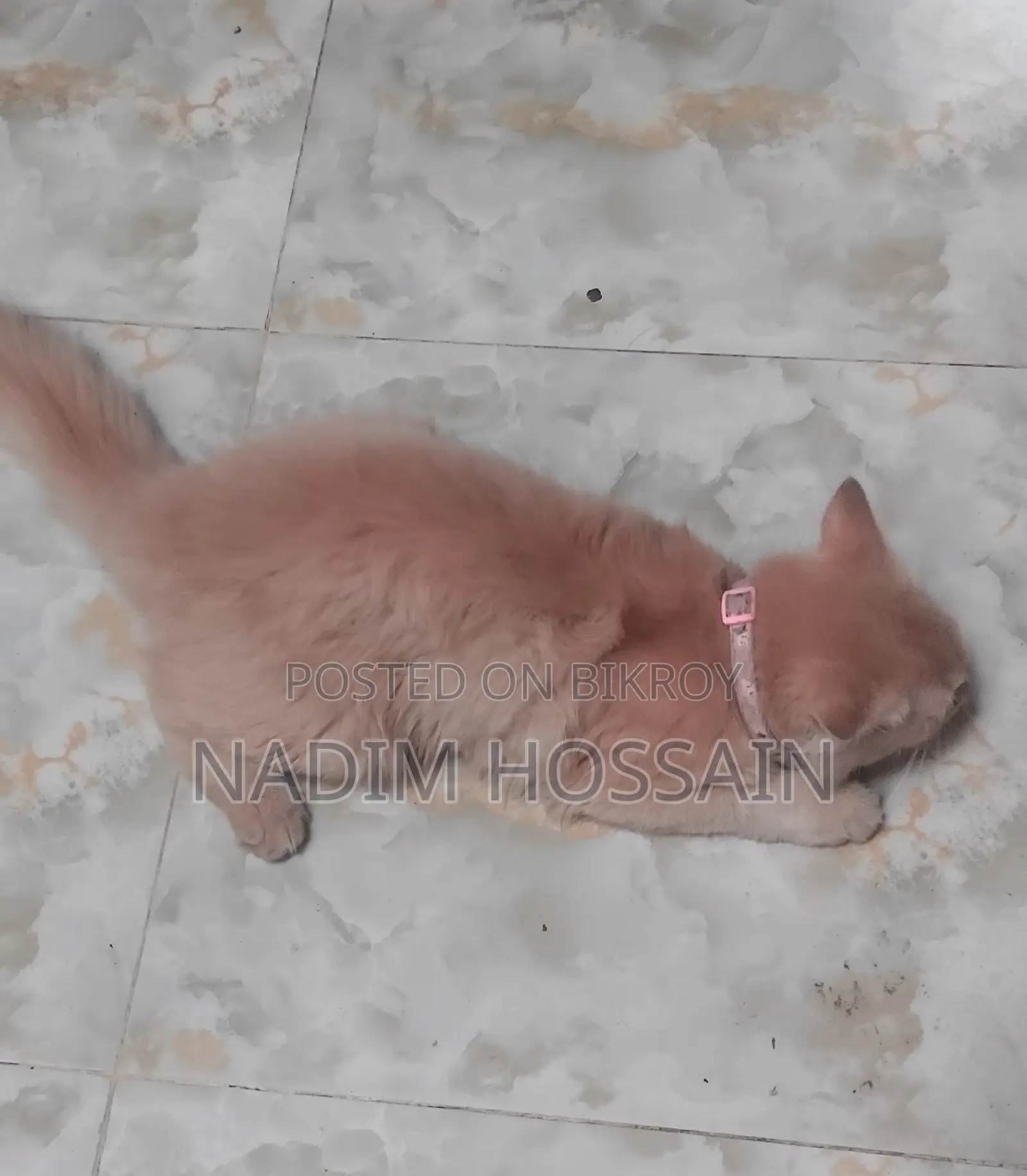 Persian Female Kitten