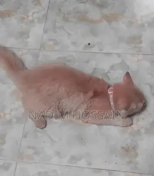 Persian Female Kitten