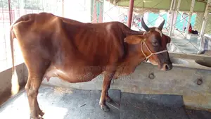 High-Quality Cow for Sale (No. 973)