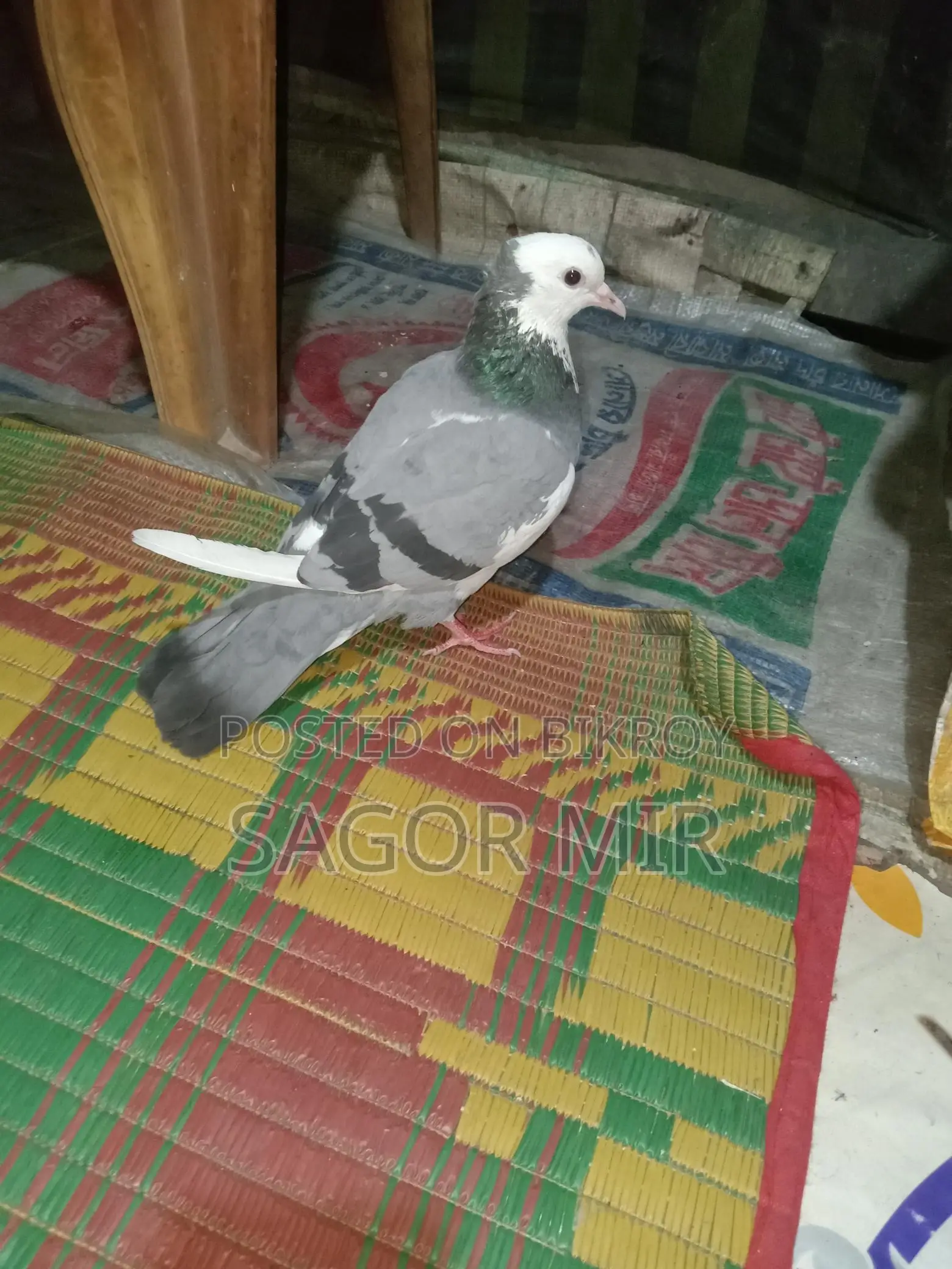 রাজ গোল্লা কবুতর