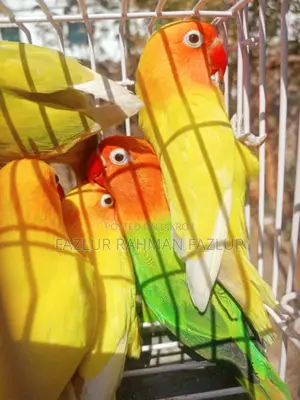 রানিং লাভবার্ড ফিমেল