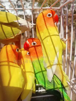 রানিং লাভবার্ড ফিমেল