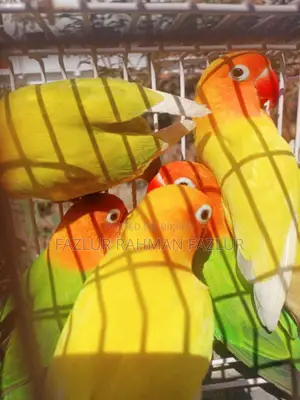 রানিং লাভবার্ড ফিমেল