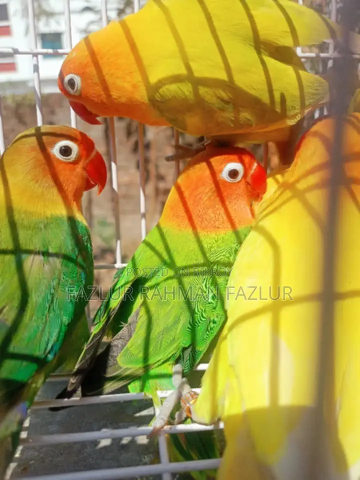 রানিং লাভবার্ড ফিমেল