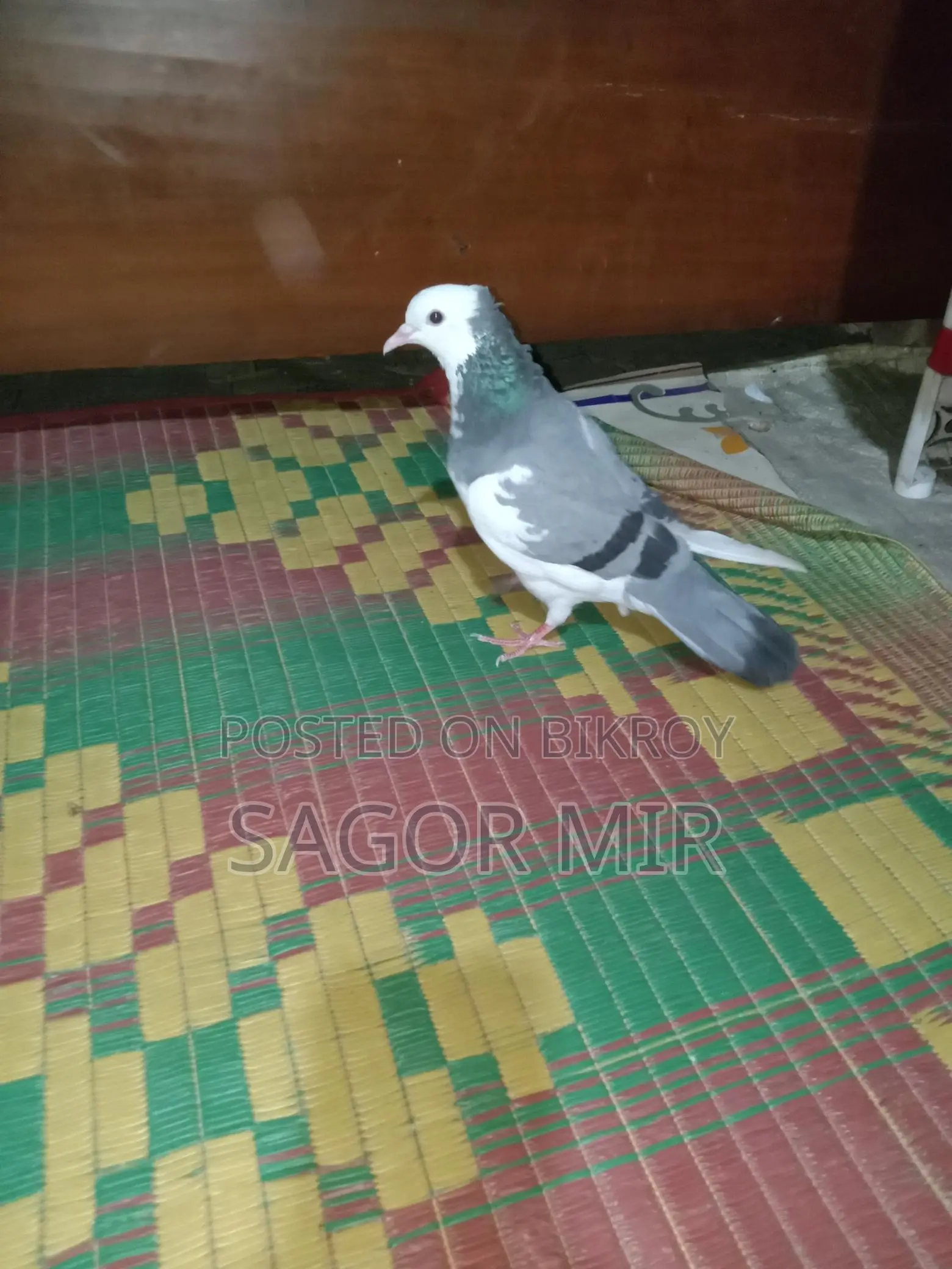 রাজ গোল্লা কবুতর