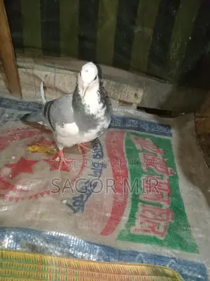 রাজ গোল্লা কবুতর