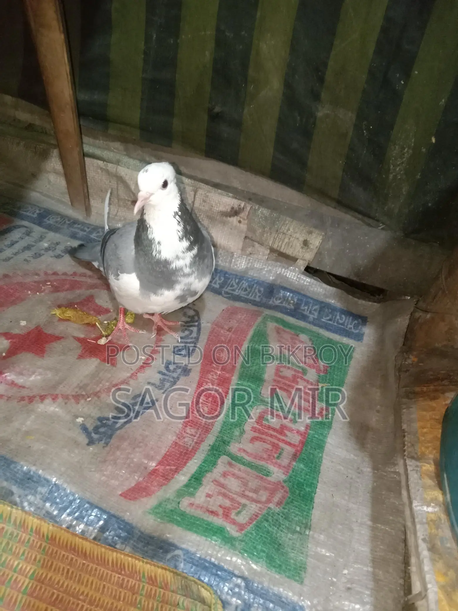 রাজ গোল্লা কবুতর