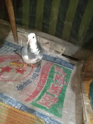 রাজ গোল্লা কবুতর