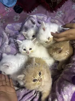 পার্সিয়ান বিড়ালছানা