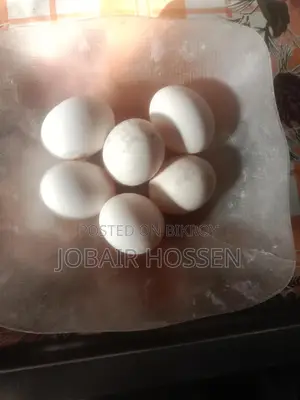 Black Cochin Eggs