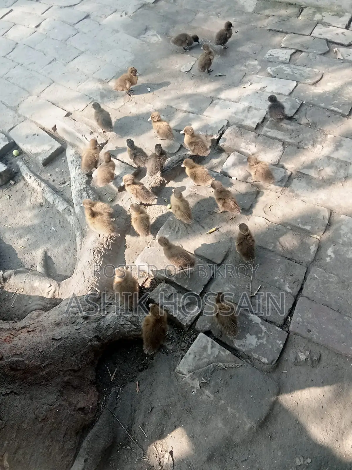 ক্যাম্বেল হাঁসের বাচ্চা