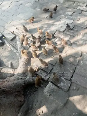 ক্যাম্বেল হাঁসের বাচ্চা
