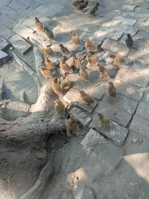 ক্যাম্বেল হাঁসের বাচ্চা