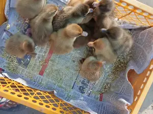 ক্যাম্বেল হাঁসের বাচ্চা