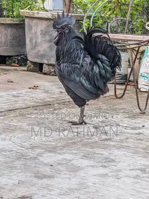কাদাখনাথ মুরগি