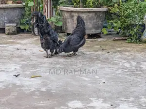 কাদাখনাথ মুরগি