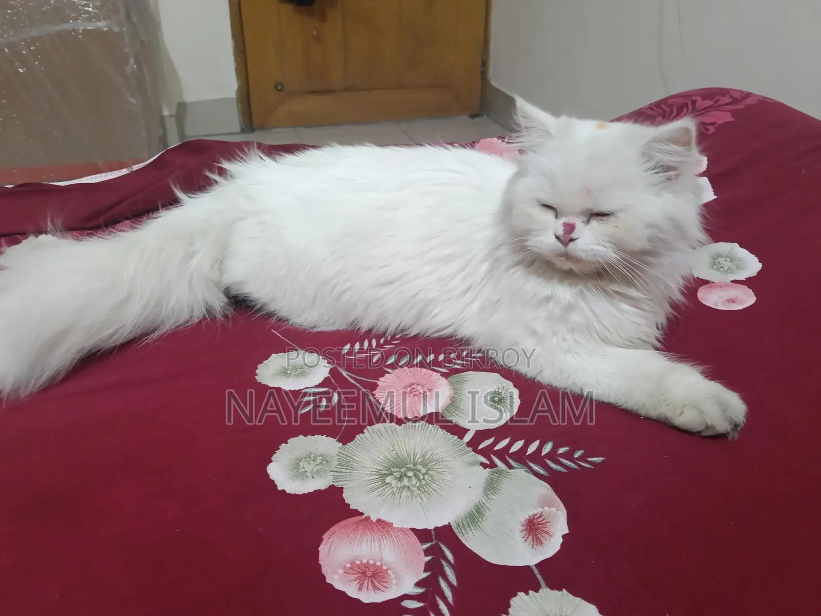 Persian Cat Female
