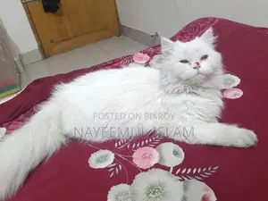 Persian Cat Female