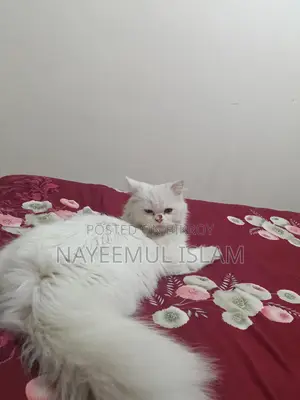 Persian Cat Female