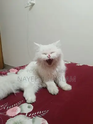Persian Cat Female