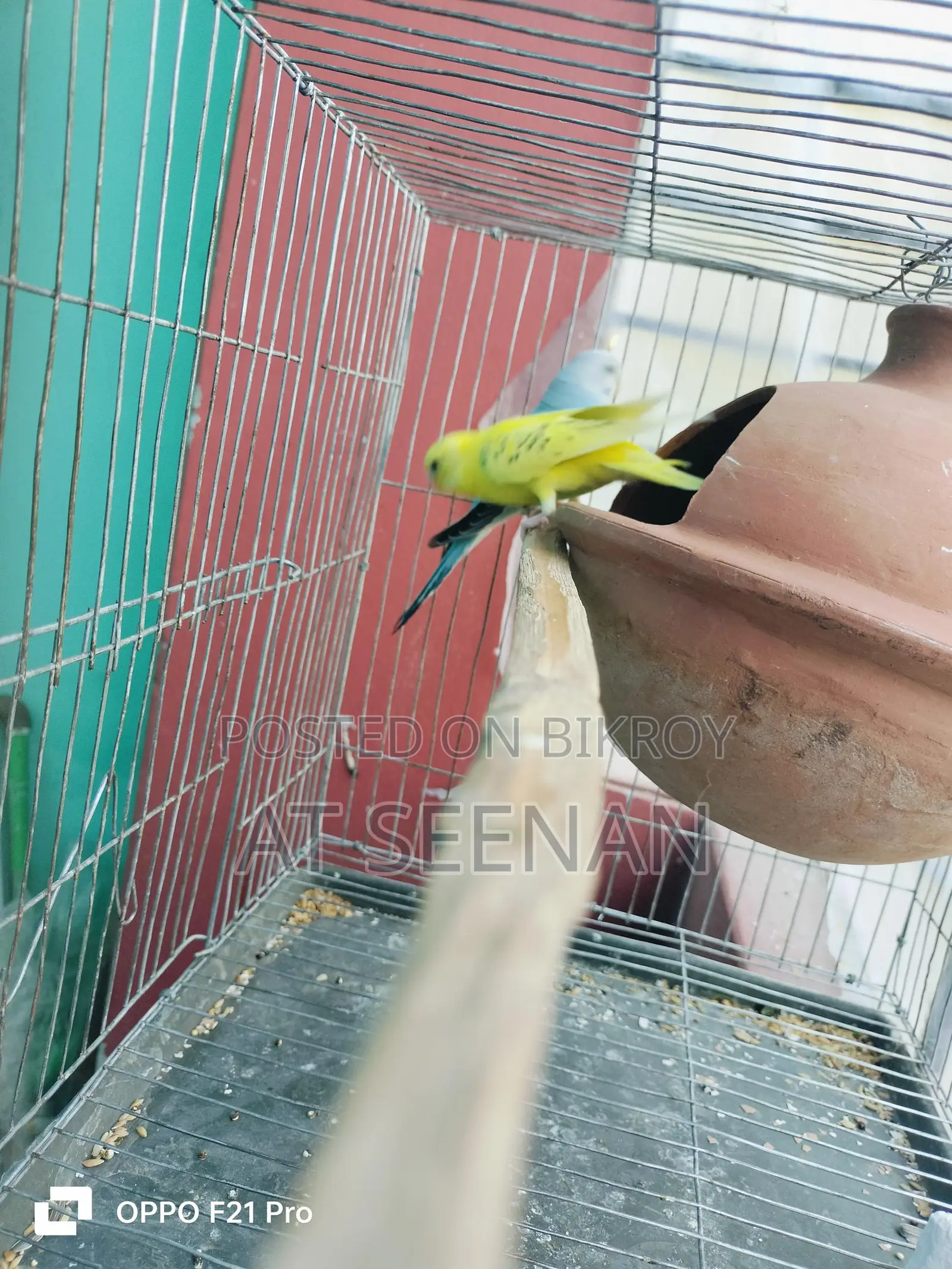 বাজুরিকা