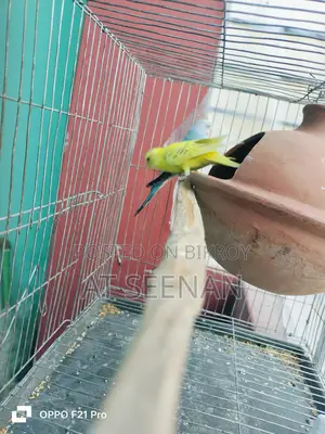 বাজুরিকা