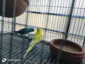 বাজুরিকা