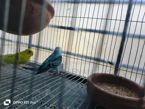 বাজুরিকা