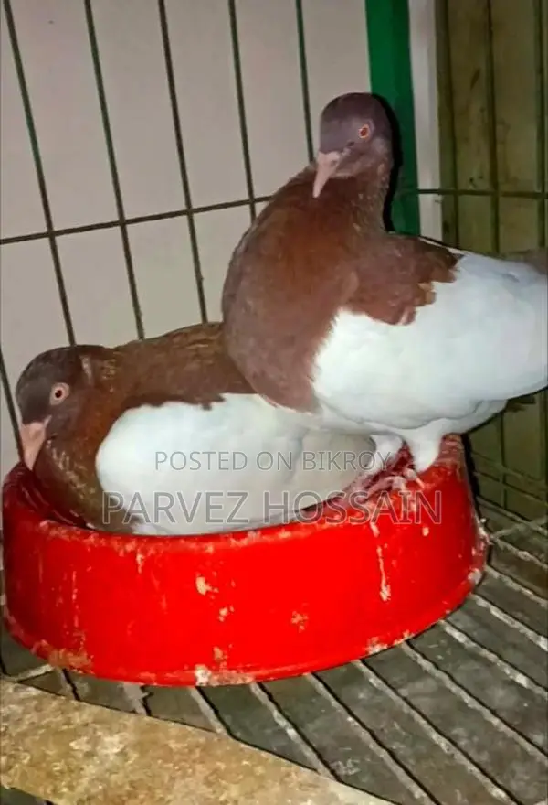 ম্যাগপাই ড্যানিশ কবুতর