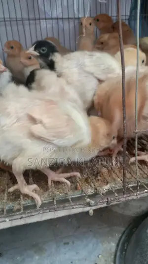 টাইগার মুরগির বাচ্চা