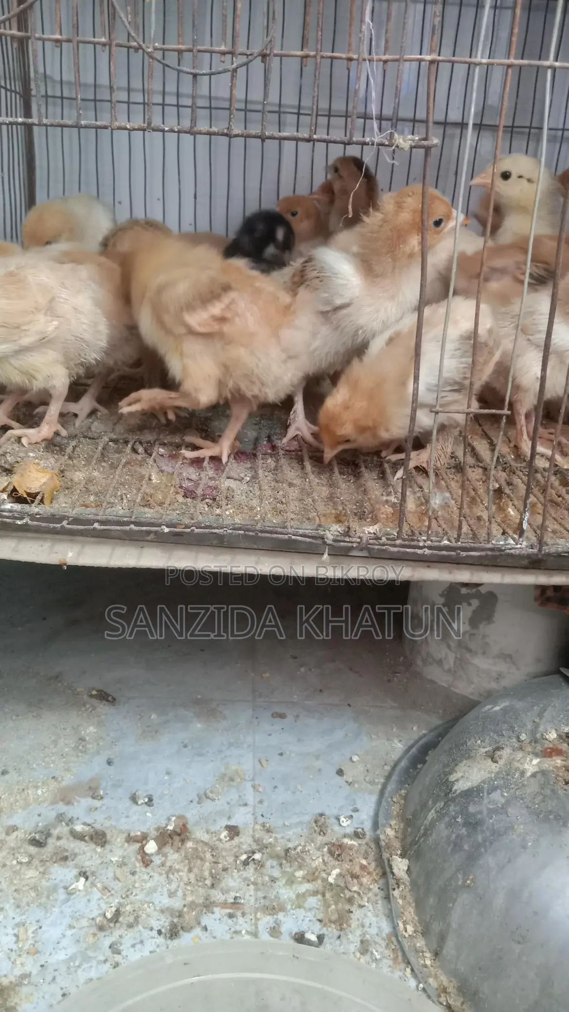 টাইগার মুরগির বাচ্চা